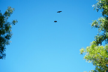 Obraz premium Black ibis in full flight. They are wading birds with long necks and long, downward-curved beaks