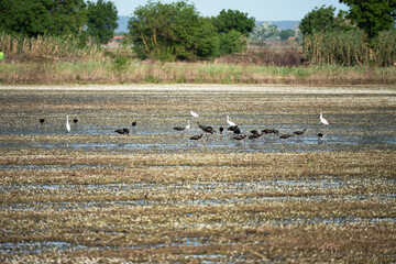 Fototapeta premium Black ibis and white herons searching for food in wetlands