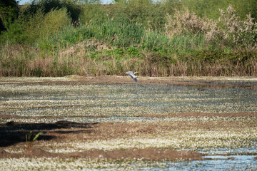 Obraz premium Royal egret flying over a swamp.