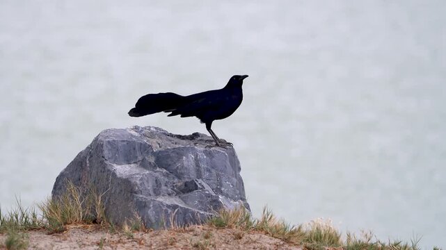 Grackle standing on a rock along the Utah Lake Shoreline.
