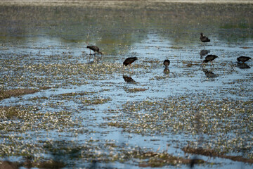 Fototapeta premium Black ibis, Plegadis falcinellus, is a bird with a long, curved beak that generally lives in humid areas 