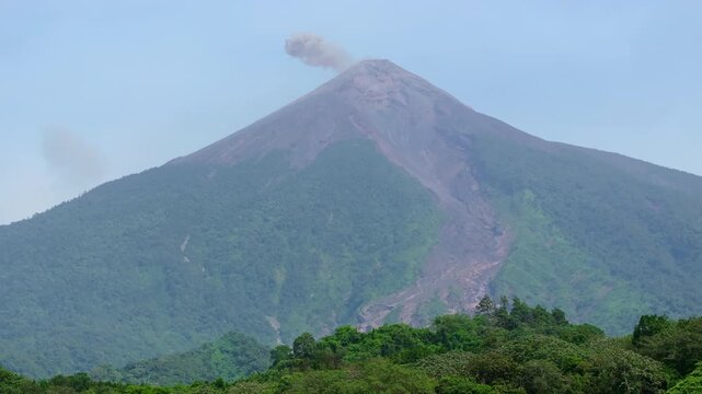 Active Fuego Volcano releases ash cloud from its crater in Guatemala. Majestic stratovolcano towers above dense tropical rainforest with lava flow channels visible on slopes under clear blue sky.