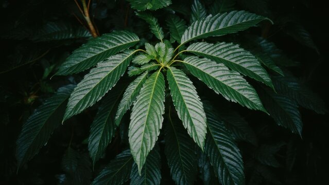 Green leaf background with kratom tree and dark plant leaves Mitragyna Speciosa Korth medicinal plants wide-angle 
