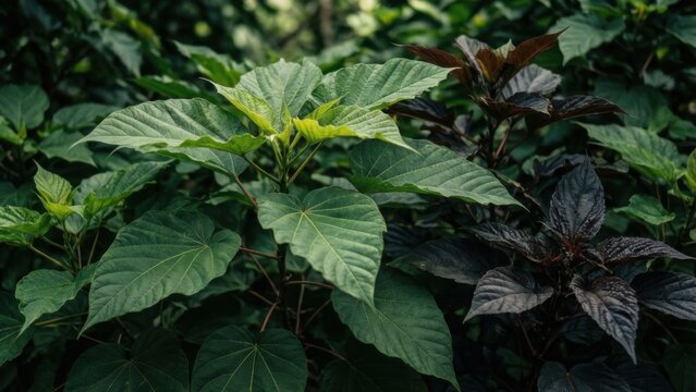 Green leaf background with kratom tree and dark plant leaves Mitragyna Speciosa Korth medicinal plants wide-angle 

