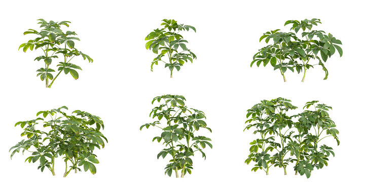 Collection of Schefflera plants on transparent background