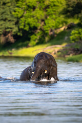 Naklejka premium African elephant playing in the Chobe River in Chobe National Park
