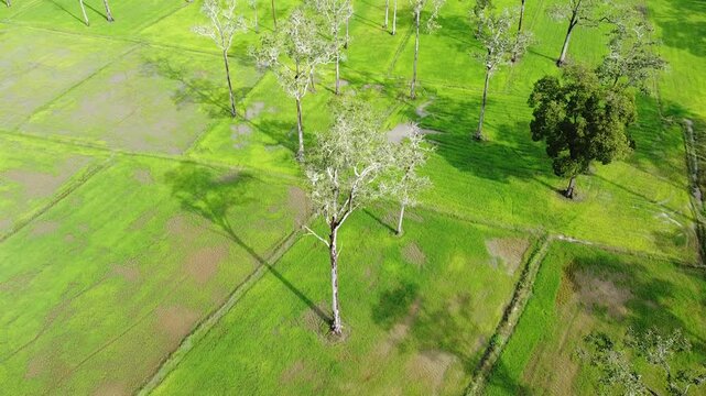 Gren field and sky view video