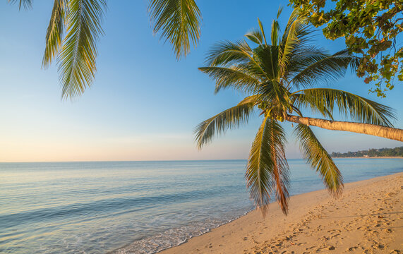 Summer Paradise. Tropical sand beach background with coconut palm trees.