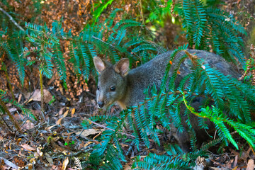 Australia, there are two species of wallaby in Tasmania - the Tasmanian pademelon and Bennetts wallaby. Both of them are typically nocturnal, feeding at dusk and dawn on grasses and herbs. © Kristyna
