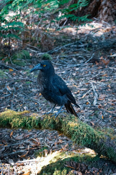 Australia has over 850 bird species, with nearly half found nowhere else on Earth. The continent is famous for its large flightless ratites, colorful parrots, and unique songbirds.