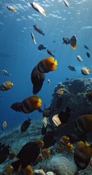 A lot of tropical fishes and corals underwater in blue ocean