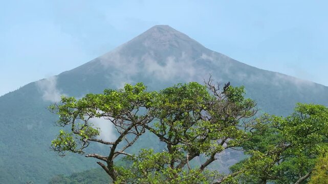 Guatemala active Fuego volcano towers majestically above dense tropical rainforest canopy with wisps of clouds drifting across its conical peak and forested slopes under clear blue sky.