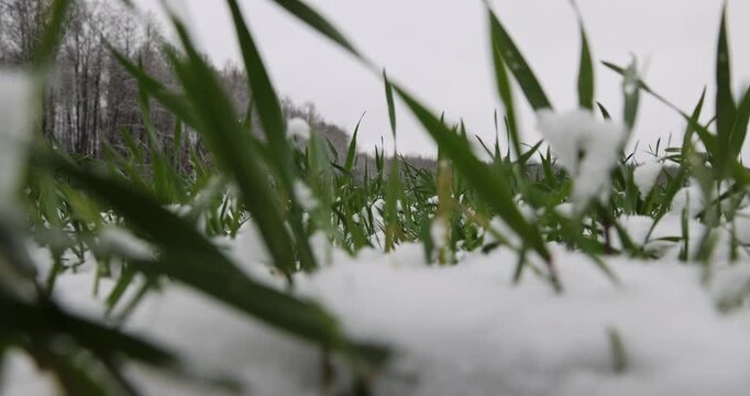 A plant in winter conditions, a garden plant with bright foliage under fresh precipitation on an agricultural plot with an authentic surface structure and clear contours of snow-covered leaves.