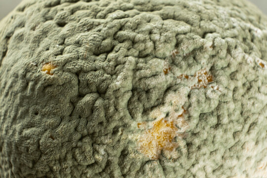 Mold Spores