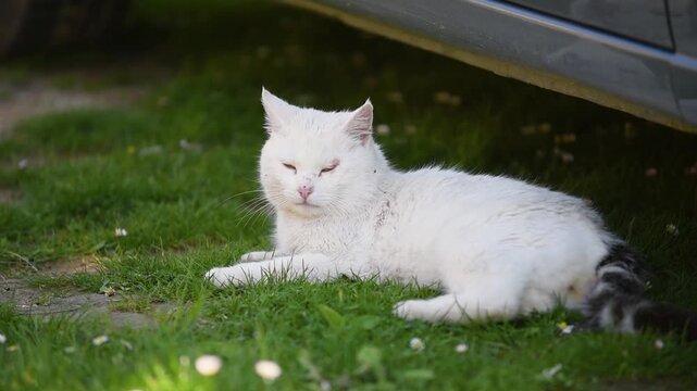 White tomcat laying on grass in shade of car, lazy turn his head and open eyes for a while and continue to napping, rural yard