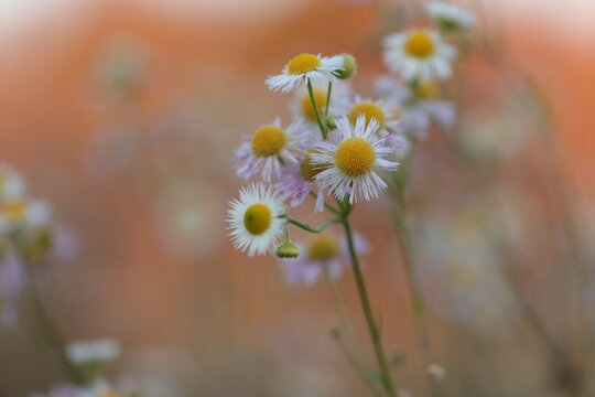 fiori di erigeron in inverno al tramonto