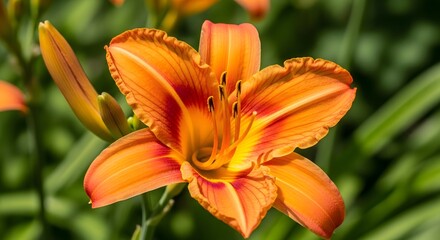 Obraz premium Vibrant Orange Daylily in Lush Green Garden with Soft Bokeh Background