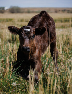 heifer calf