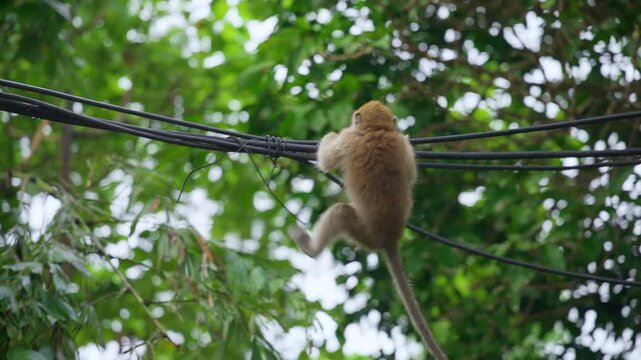 Wild macaque monkey carefully balances and walks along bundled black power lines with its long tail hanging down, surrounded by vibrant green tropical tree foliage with bokeh light effects.