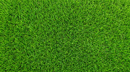 Obraz premium Vibrant and healthy green grass texture viewed from above, creating a natural background