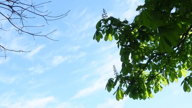 Chestnut tree leaves swaying in wind against blue sky