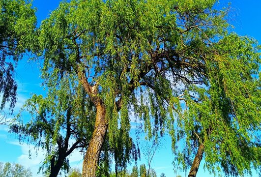 Whipping willow with long branches in the peaceful alley in the green park