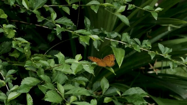 Tangerang Selatan, Indonesia, February 16, 2026. A yellow butterfly take off from the bush foliage