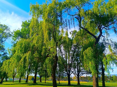 Whipping willow with long branches in the peaceful alley in the green park