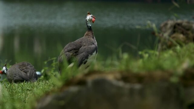 Parung panjang,Bogor, Indonesia, April 20, 2026. Turkey rooster standing on the shore of the lake