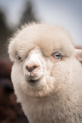 Fototapeta premium Portrait of a blue eyed cute fluffy curious alpaca posing outdoors, ideal for Alpaca topics