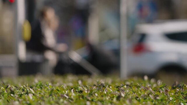 Green bush leaves macro with shallow depth of field, urban traffic and pedestrians blurred in background, bright sunny day, natural frame with empty space for logo or text