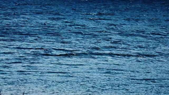 Sparkling blue water surface with gentle ripples and sunlight reflections