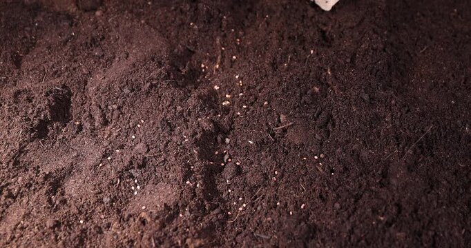 daikon seeds and earth-filled pots for seedlings with fertile brown soil, daikon seeds and paper disposable cups for seedlings filled with soil mixed with humus and peat