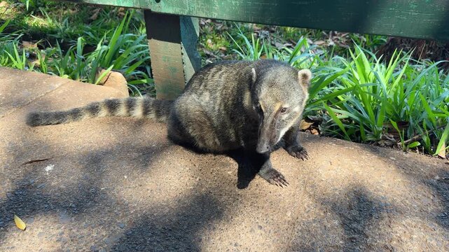 South American coati sitting on the stone pavement in a tropical park. This curious ring-tailed animal (Nasua nasua) is looking for food near a wooden bench in its natural habitat