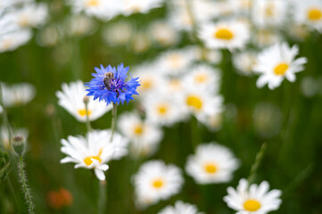Obraz premium Close up of a cornflower on a daisy field. Contrast of blue flower and white daisies, summer scene in natural light, blooming and harmony of nature. 