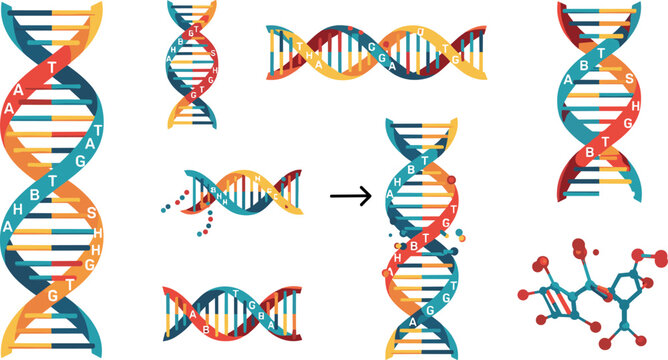 Vector Illustration of DNA Helix Structure, Molecular Genetics, and DNA Replication Process for Biology and Science Designs