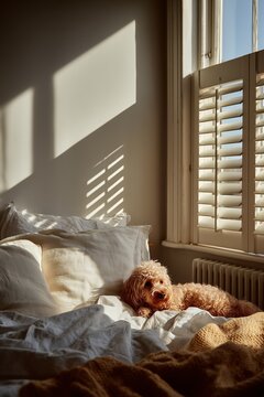 Cozy scene of a fluffy dog resting on a bed in a sunlit room with warm, inviting tones.