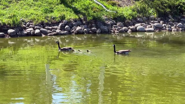 A family of Canadian Geese swimming on a lake in summer 