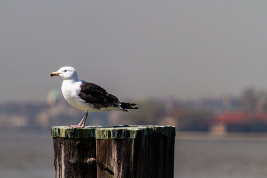 Seagull sitting by the water in New York City 
