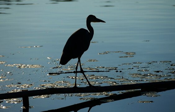 Silhouette of big heron bird walking on metal fence by the peaceful lake waterbird wildlife background