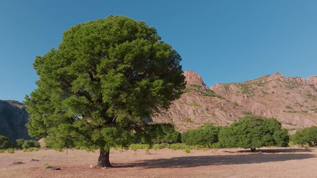 Lone green tree stands in dry valley floor with rugged Sierra Madre Occidental mountains rising in background under clear blue sky in Durango, Mexico. Scenic desert landscape with scattered.