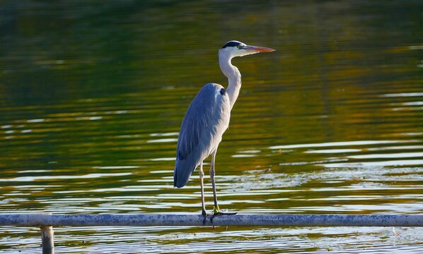 Big grey heron bird walking on metal fence by the peaceful lake waterbird wildlife background