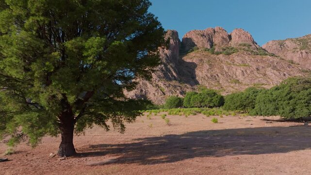 Scenic view of rugged Sierra Madre Occidental mountain peaks rising above dry desert valley floor in Durango, Mexico. Large tree casts shadow on arid ground with sparse vegetation and green shrubs.