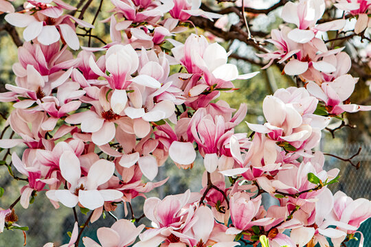 Blooming trees in Central Park in New York City 