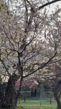 Slider shot of the rising sun from a large cherry tree with translucent petals