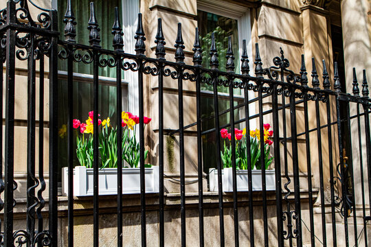 Spring Flowers in New York City 
