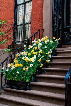 Spring Flowers in New York City 