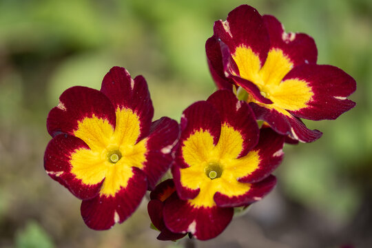 Ornamental primrose flower with a red edge and a yellow center.