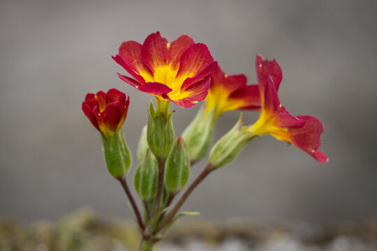 Ornamental primrose flower with a red edge and a yellow center.