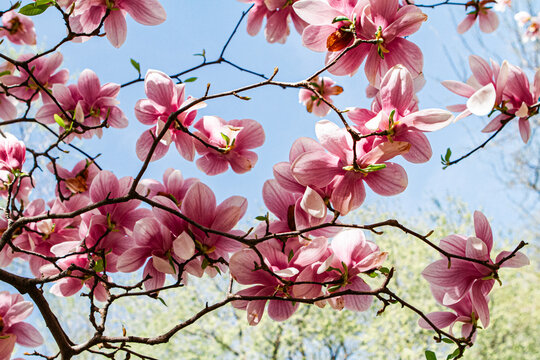 Blooming trees in Central Park in New York City 
